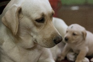 14回目　「イスラエル　子だくさんの国　体外受精費全額補助、出生率は先進国1位」2018.4.23　朝日新聞